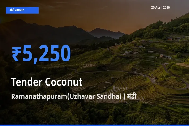 आज कच्चा नारियल के सबसे ऊँचे दाम ₹5,250 Ramanathapuram(Uzhavar Sandhai ) मंडी में
