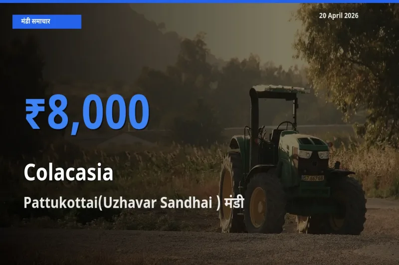 Pattukottai(Uzhavar Sandhai ) मंडी में आज अरबी के सबसे ऊँचे दाम दर्ज