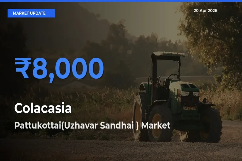 Pattukottai(Uzhavar Sandhai ) Tops Colacasia Rates – April 20 Market Update