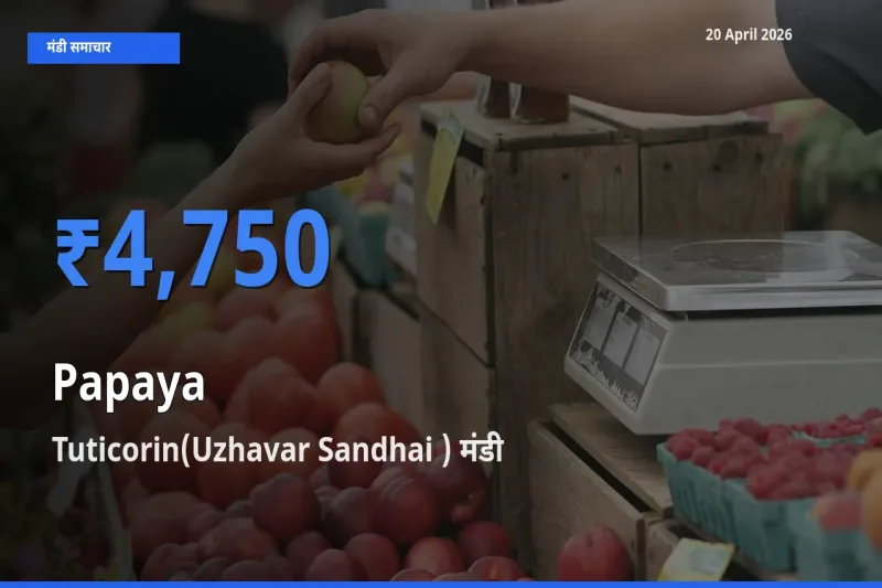 Tuticorin(Uzhavar Sandhai ) में पपीता का आज सबसे ऊँचा भाव