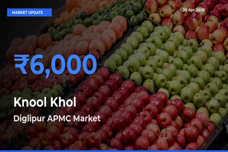 Diglipur APMC Emerges as Top Mandi for Knool Khol Prices Today