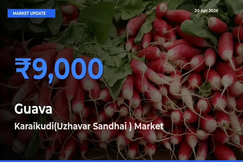 Top Performer! Karaikudi(Uzhavar Sandhai ) Offers Best Guava Price Today