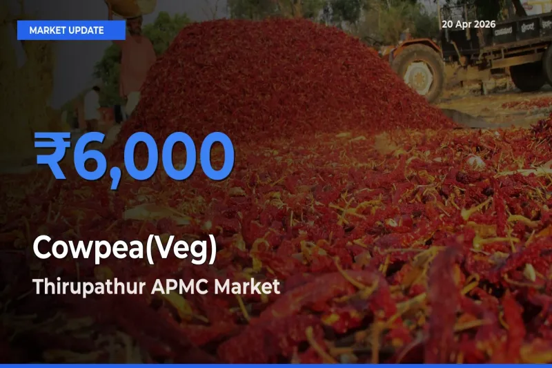 Farmers Prefer Thirupathur APMC as Cowpea(Veg) Hits Highest Rate