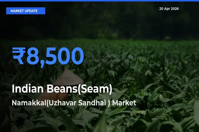 Farmers Prefer Namakkal(Uzhavar Sandhai ) as Indian Beans(Seam) Hits Highest Rate