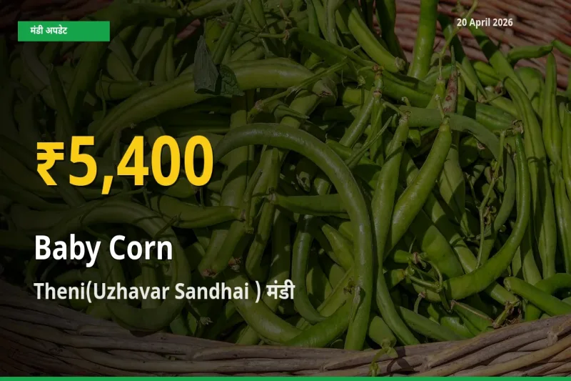 बेबी कॉर्न के भावों में जबरदस्त उछाल, Theni(Uzhavar Sandhai ) में नया उच्च स्तर