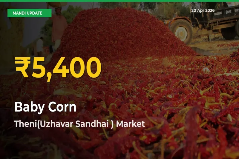 Baby Corn Prices Soar to Record High in Theni(Uzhavar Sandhai ) – Farmers Alert Today