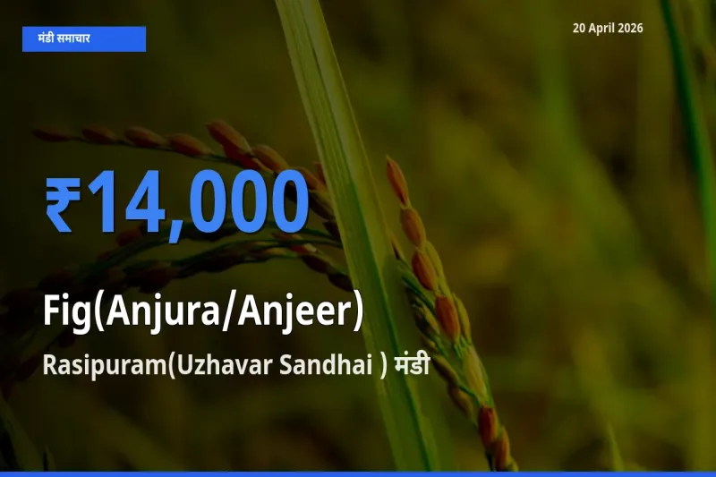 आज अंजीर के सबसे ज़्यादा दाम Rasipuram(Uzhavar Sandhai ) मंडी में दर्ज