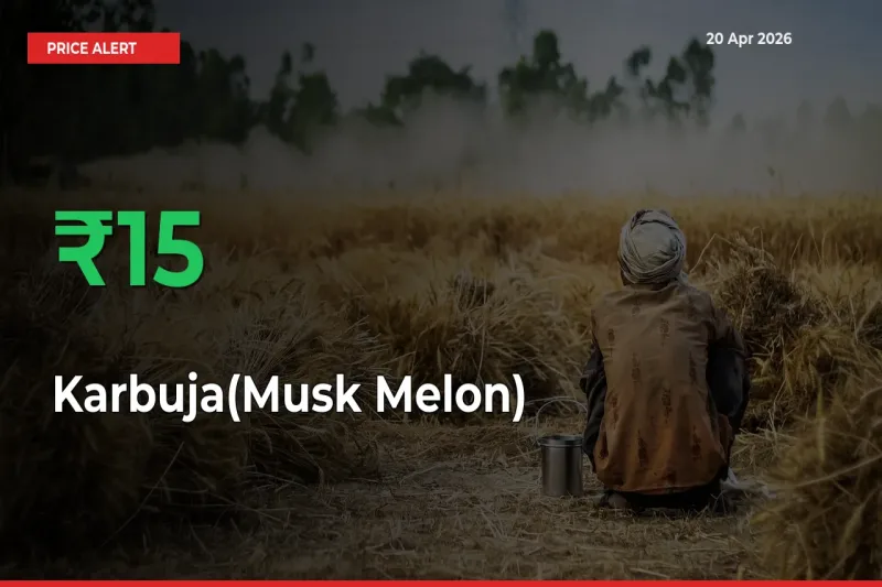 Karbuja(Musk Melon) Mandi Rate Today: Prices Jump 15.47% at Market