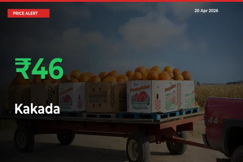 Why Kakada Prices Rose 46.47% in a Day at Mandis