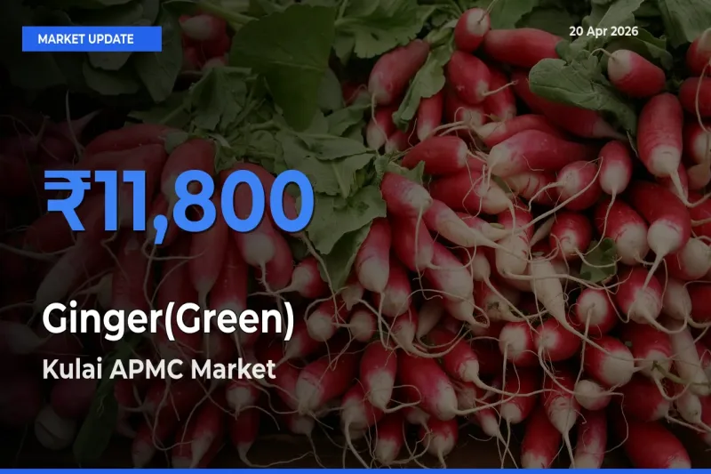 Kulai APMC Records Highest ₹11,800 Rate for Ginger(Green)