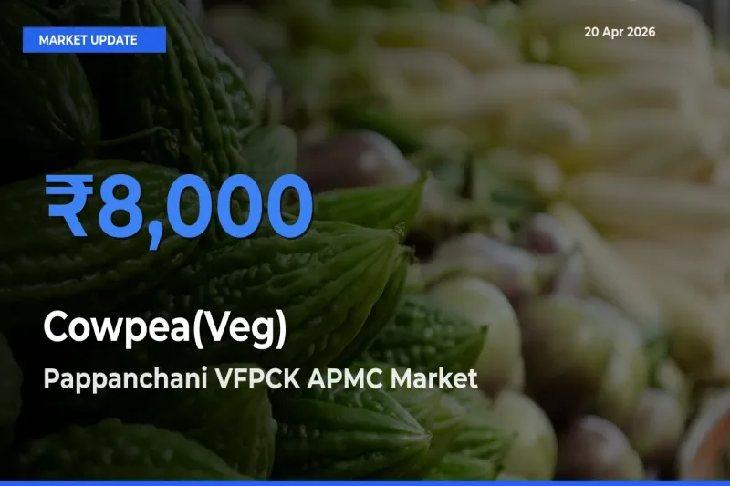 Pappanchani VFPCK APMC Tops Cowpea(Veg) Mandi Rates Today