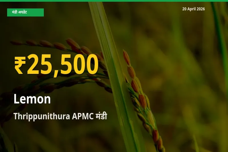 आज का मंडी भाव: Thrippunithura APMC में नींबू सबसे ऊँचे स्तर पर