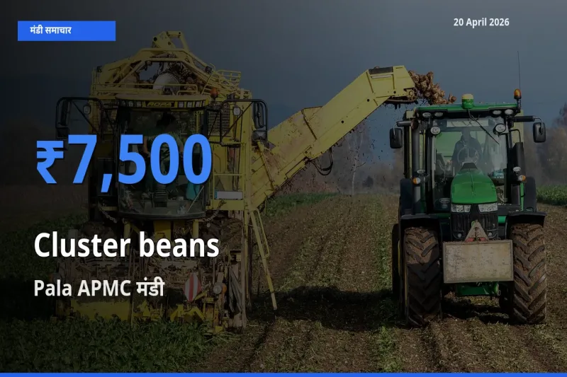 Pala APMC मंडी में ग्वार फली ₹7,500 पर पहुँचा – आज का सर्वोच्च भाव