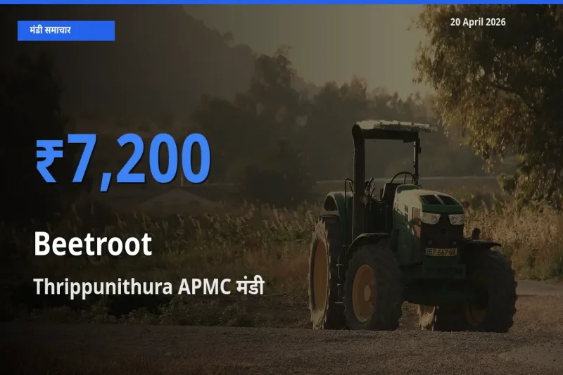 Thrippunithura APMC मंडी में आज चुकंदर के सबसे ऊँचे दाम दर्ज