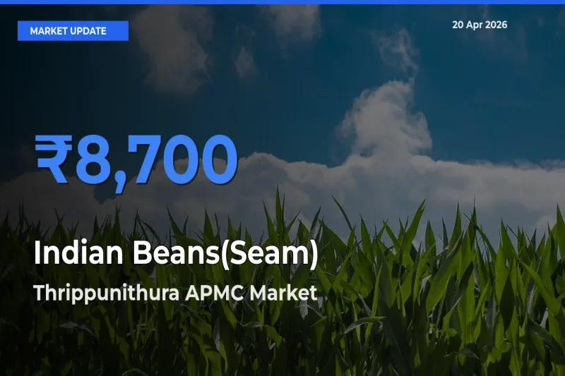 Market Watch: Thrippunithura APMC Becomes Top Mandi for Indian Beans(Seam)