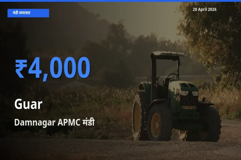 टॉप मंडी बना Damnagar APMC! ग्वार के सबसे ऊँचे दाम यहीं दर्ज