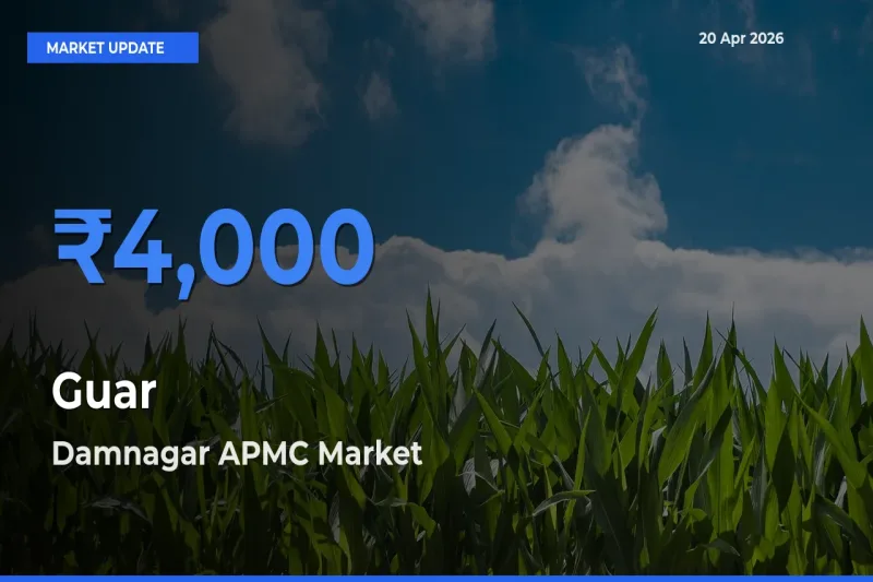 Damnagar APMC Tops Guar Mandi Rates Today