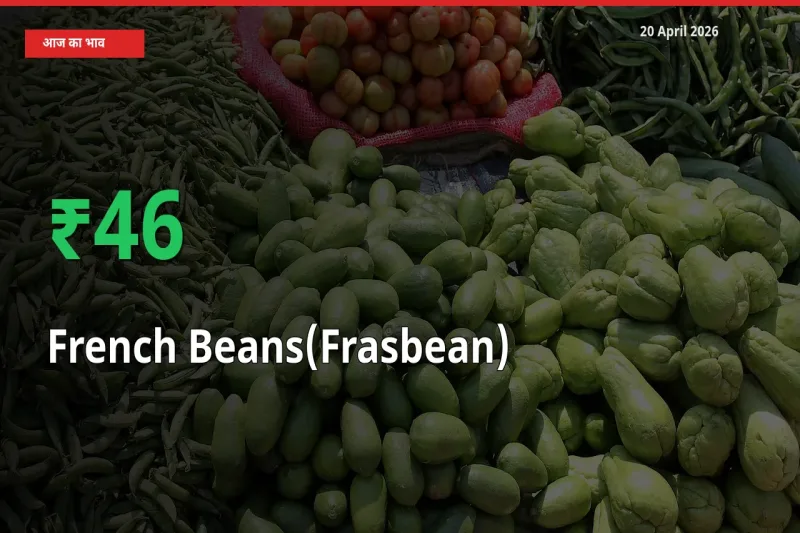 फ़्रेंच बीन्स (फ़्रासबीन) 46.06% उछला, मंडी