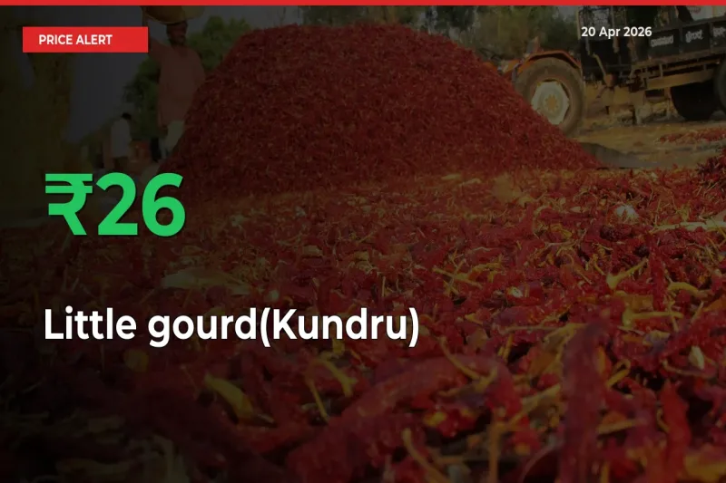 Little gourd(Kundru) Prices Rise 26.25% in a Day at Major Mandis