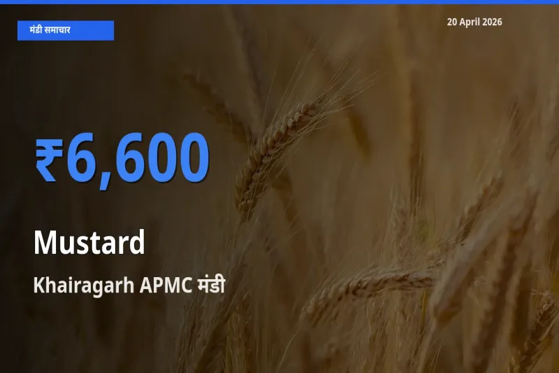 टॉप मंडी बना Khairagarh APMC! सरसों के सबसे ऊँचे दाम यहीं दर्ज