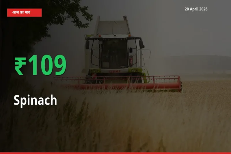 पालक के दाम प्रमुख मंडी में 109.34% बढ़े, 24 घंटे में बड़ा बदलाव