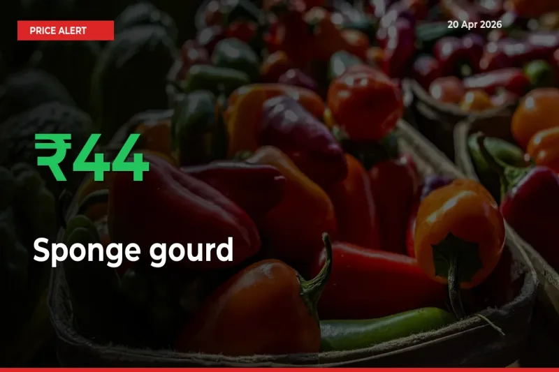 Sharp Jump! Sponge gourd Prices Climb 43.69% in 24 Hours at Key Mandis