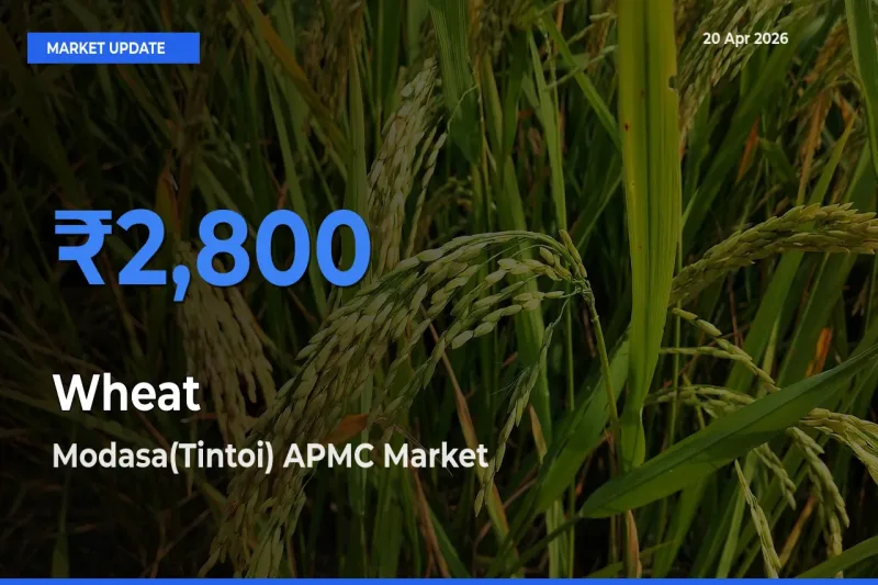 Farmers Prefer Modasa(Tintoi) APMC as Wheat Hits Highest Rate