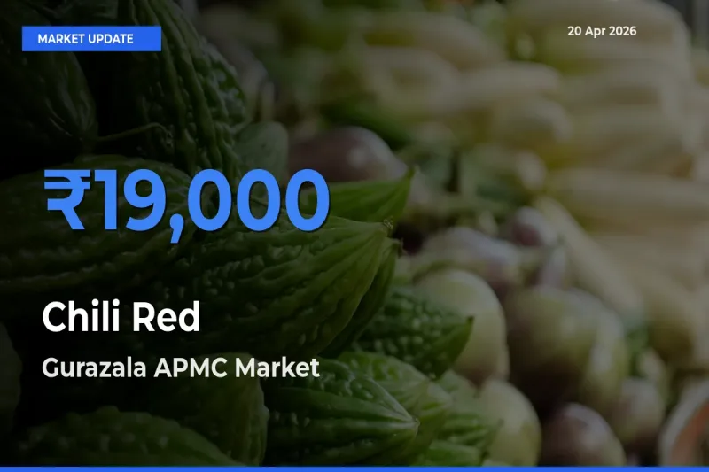 Gurazala APMC Leads as Top Mandi for Chili Red Prices