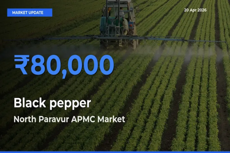 Market Watch: North Paravur APMC Becomes Top Mandi for Black pepper
