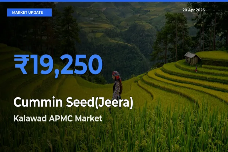 Kalawad APMC Offers ₹19,250 – Highest Cummin Seed(Jeera) Rate Today