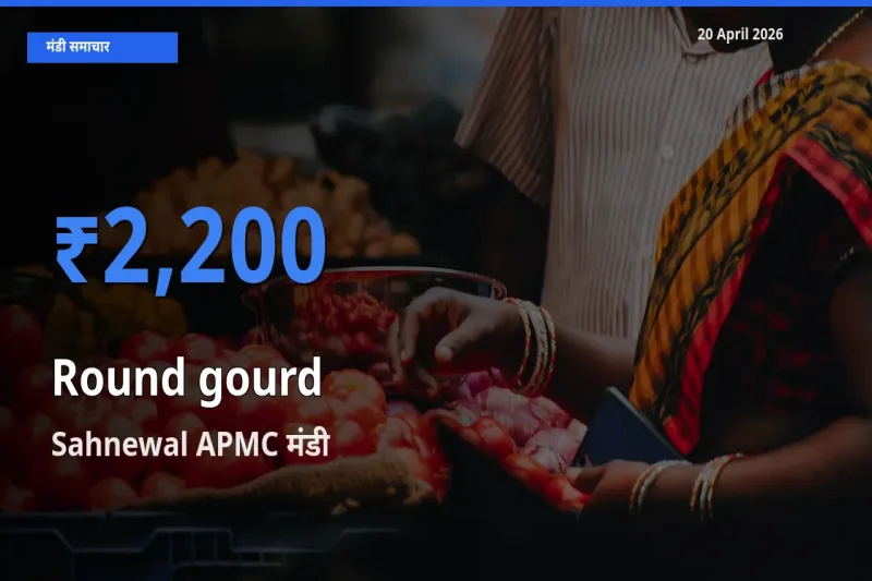 20 April अपडेट: गोल लौकी के सबसे ऊँचे दाम Sahnewal APMC मंडी में