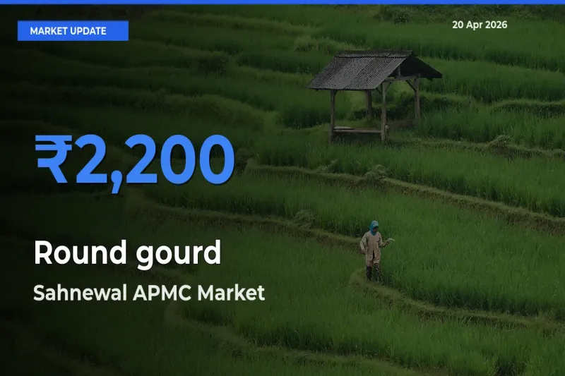 Top Performer! Sahnewal APMC Offers Best Round gourd Price Today