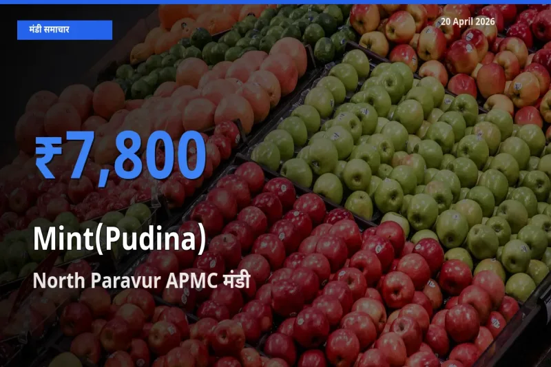 North Paravur APMC मंडी में पुदीना ₹7,800 पर पहुँचा – आज का सर्वोच्च भाव