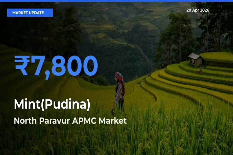 Farmers Prefer North Paravur APMC as Mint(Pudina) Hits Highest Rate