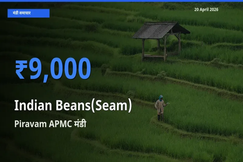 आज सेम (देशी) के सबसे ज़्यादा दाम Piravam APMC मंडी में दर्ज