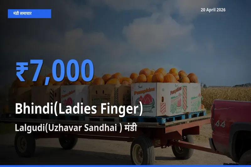 टॉप मंडी बना Lalgudi(Uzhavar Sandhai )! भिंडी के सबसे ऊँचे दाम यहीं दर्ज