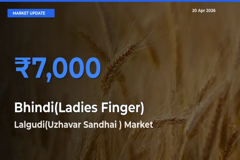 Top Performer! Lalgudi(Uzhavar Sandhai ) Offers Best Bhindi(Ladies Finger) Price Today