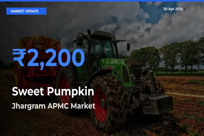 Farmers Prefer Jhargram APMC as Sweet Pumpkin Hits Highest Rate