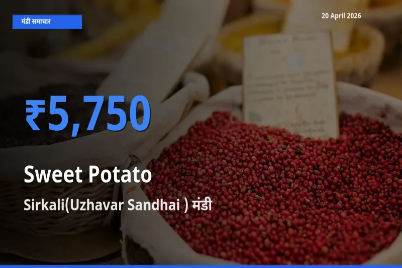 Sirkali(Uzhavar Sandhai ) मंडी में आज शकरकंद के सबसे ऊँचे दाम दर्ज