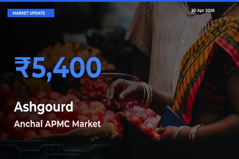 Top Performer! Anchal APMC Offers Best Ashgourd Price Today