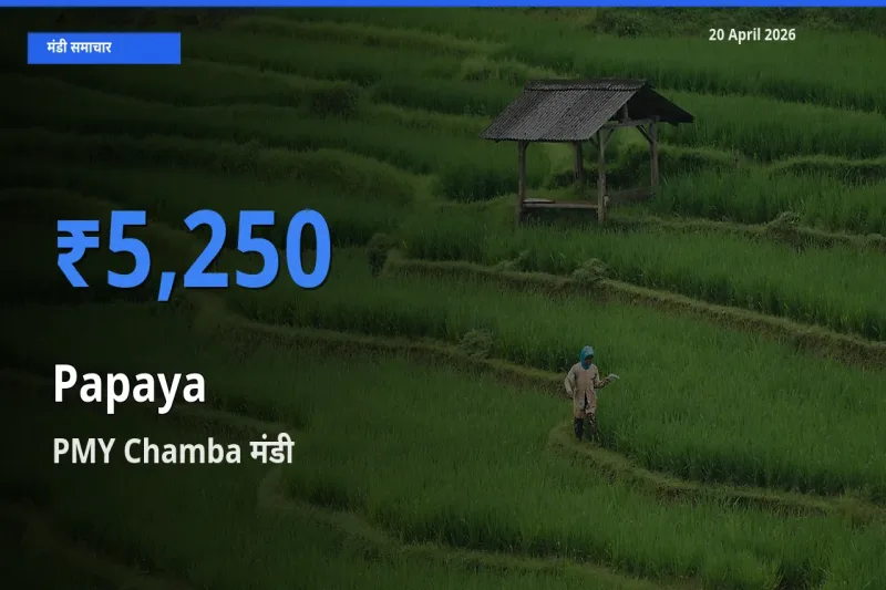 PMY Chamba मंडी में आज पपीता के सबसे ऊँचे दाम दर्ज