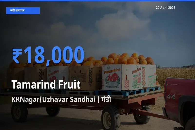 आज इमली का फल के सबसे ऊँचे दाम ₹18,000 KKNagar(Uzhavar Sandhai ) मंडी में