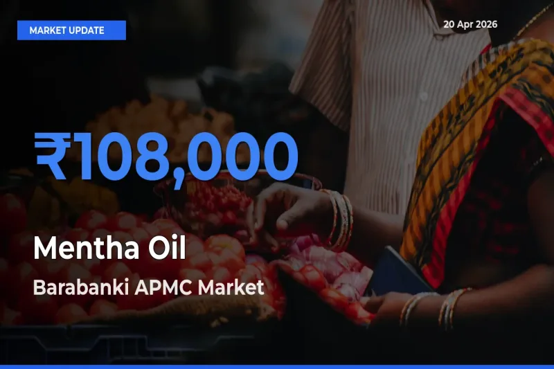 Barabanki APMC Tops Mentha Oil Rates – April 20 Market Update