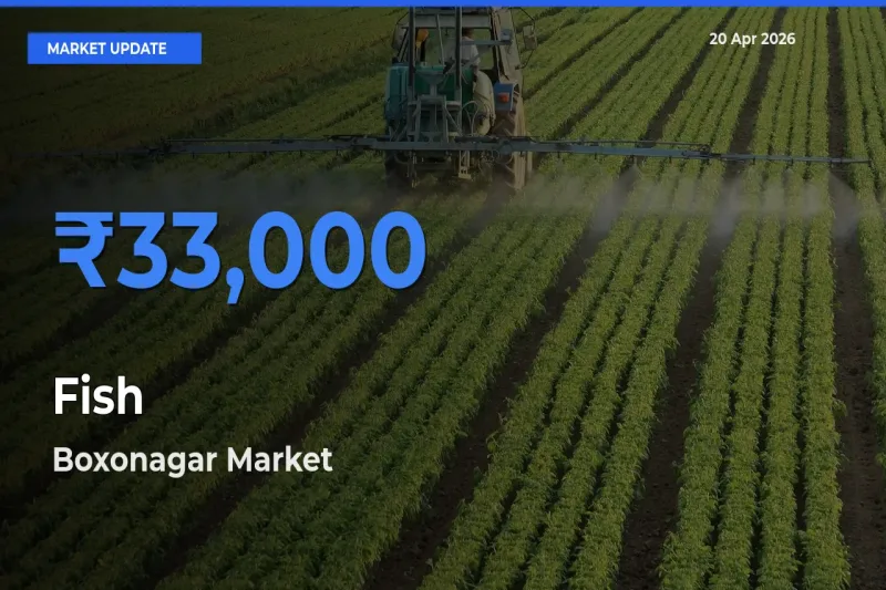 Boxonagar Records Highest ₹33,000 Rate for Fish