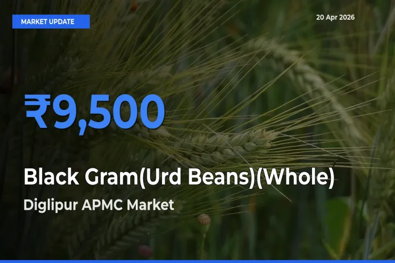 Farmers Prefer Diglipur APMC as Black Gram(Urd Beans)(Whole) Hits Highest Rate