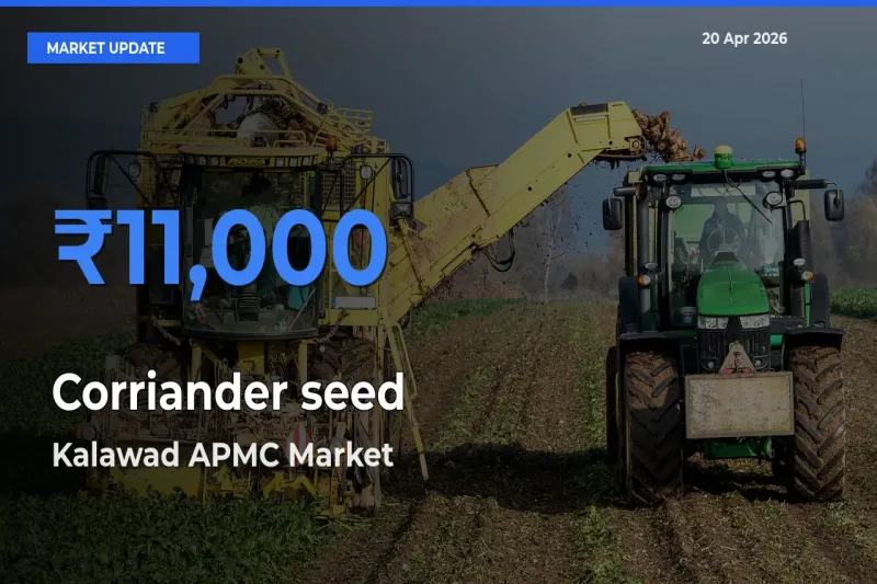 Kalawad APMC Leads as Top Mandi for Corriander seed Prices