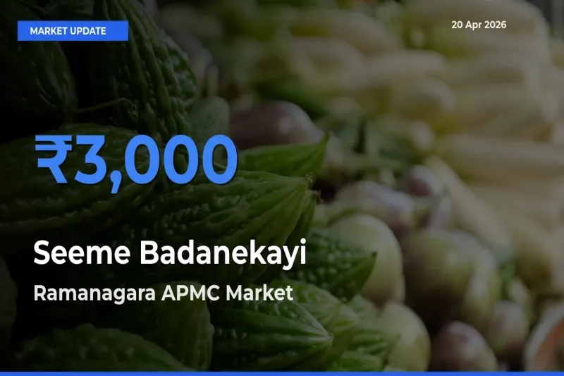 Ramanagara APMC Tops Seeme Badanekayi Mandi Rates Today
