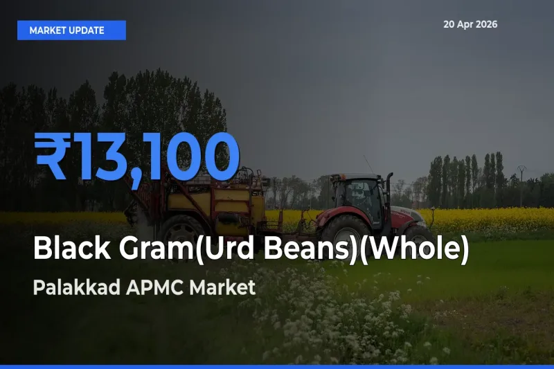 Palakkad APMC Records Highest ₹13,100 Rate for Black Gram(Urd Beans)(Whole)