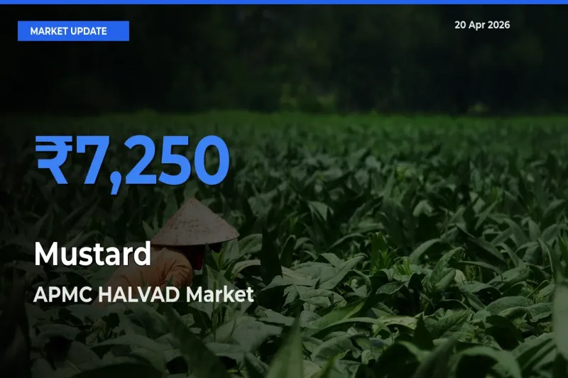 APMC HALVAD Tops Mustard Mandi Rates Today