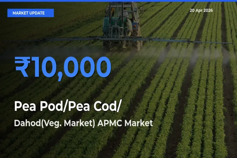 Dahod(Veg. Market) APMC Records Highest ₹10,000 Rate for Pea Pod/Pea Cod/हरी मटर